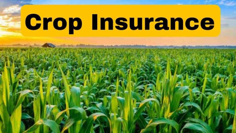 Crop Insurance Status